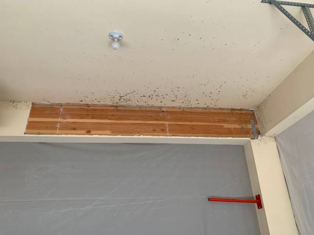 Trusted Byng, OK Mold Removal Experts